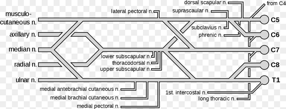 Brachial Plexus Color Coded Free Png Download