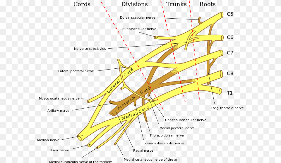 Brachial Plexus Major Nerves Of The Brachial Plexus, Bow, Weapon, Nature, Night Png