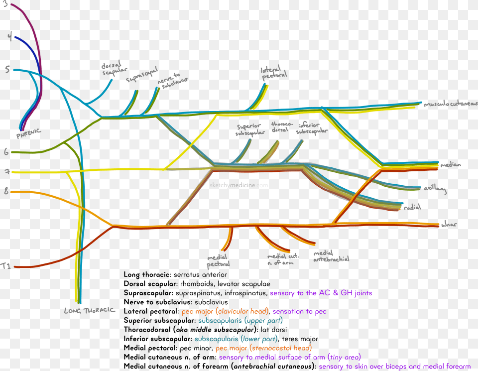 Brachial Plexus Mnemonic Beer, Chart, Diagram, Plan, Plot Png Image