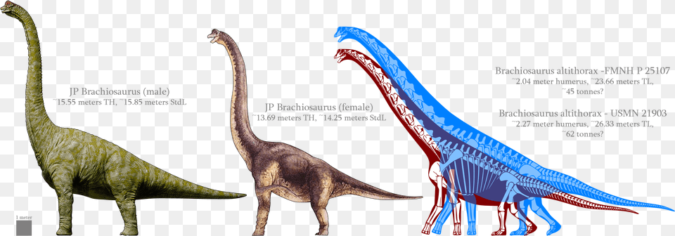 Brachiosaurus, Animal, Dinosaur, Reptile, T-rex Png