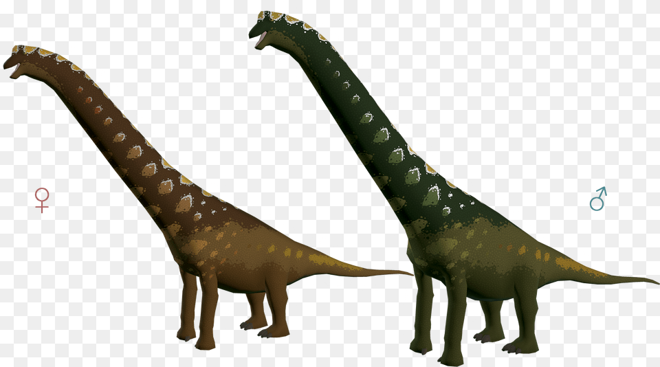 Brachiosaurus 3 Conifer Brachiosaurus, Animal, Dinosaur, Reptile, T-rex Png