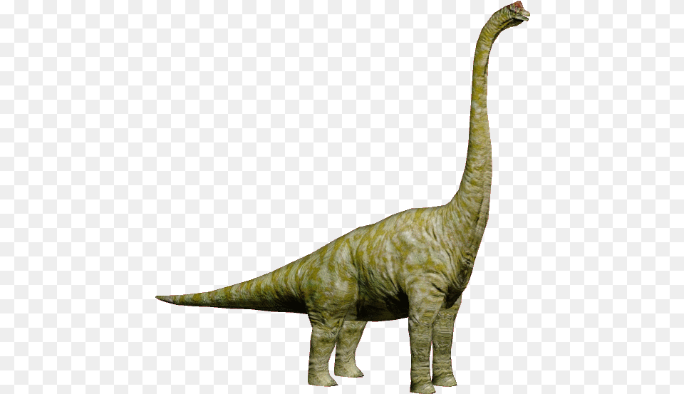 Brachiosaurus 4 Image, Animal, Dinosaur, Reptile, T-rex Free Png