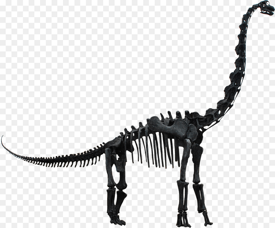 Brachiosaurus Altithorax, Animal, Dinosaur, Reptile Png Image