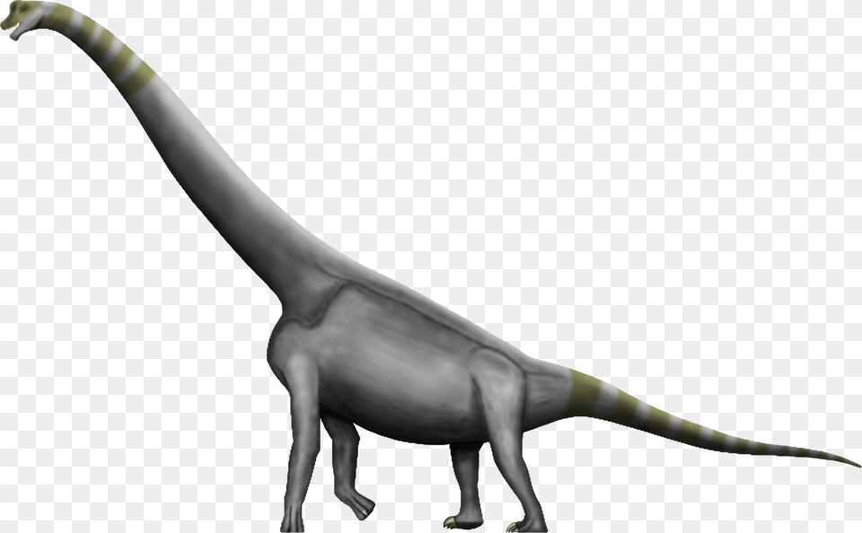 Brachiosaurus Argentinosaurus Dinosaur Size Amphicoelias Dinosaur, Animal, Reptile, T-rex, Person Png Image