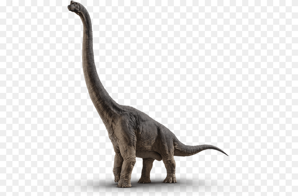 Brachiosaurus Dinossauro Jurassic World, Animal, Dinosaur, Reptile, T-rex Free Png