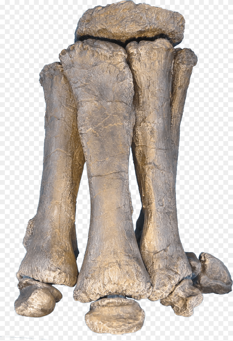 Brachiosaurus Foot Free Png Download