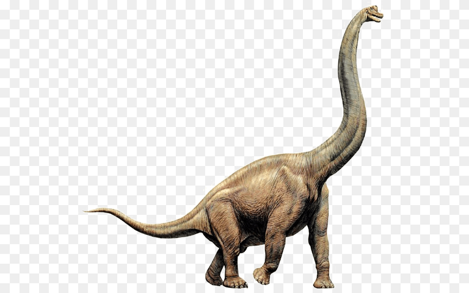 Brachiosaurus Image, Animal, Dinosaur, Reptile, T-rex Free Png