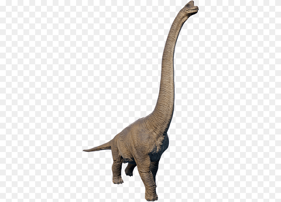 Brachiosaurus In 2020 Prehistoric Animals Brachiosaurus Jurassic Park Dinosaurs, Animal, Dinosaur, Reptile, T-rex Free Png Download