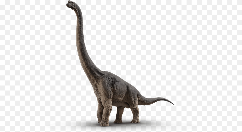 Brachiosaurus Jurassic Park Brachiosaurus, Animal, Dinosaur, Reptile, T-rex Png Image