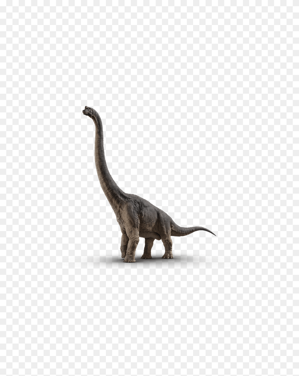 Brachiosaurus Jurassic World, Animal, Dinosaur, Reptile, T-rex Png