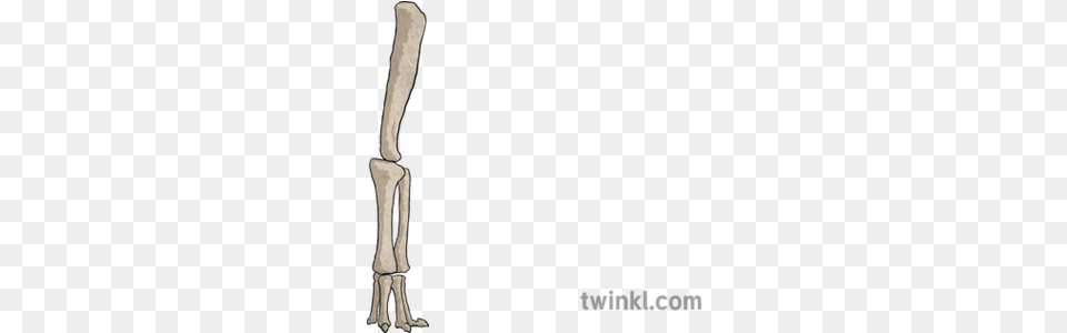 Brachiosaurus Leg Bone Animal Dinosaur Nature Extinct Firearm, Skeleton Free Png