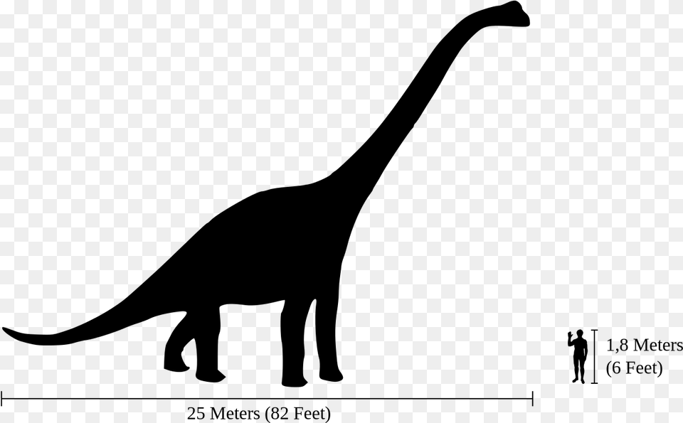 Brachiosaurus Next To Human, Gray Free Png