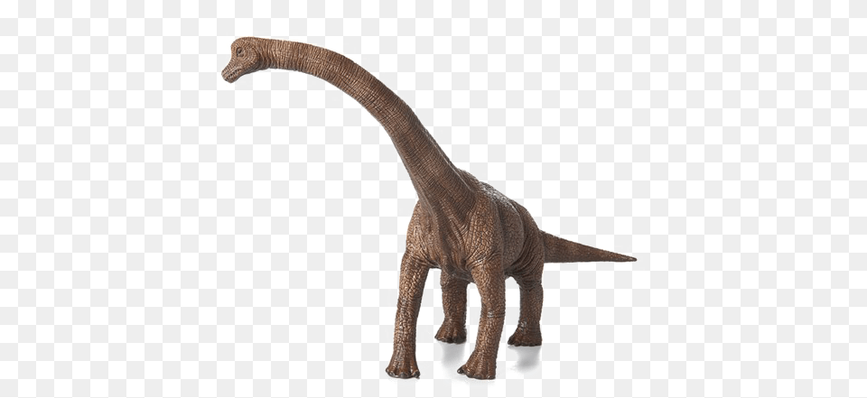 Brachiosaurus Photos, Animal, Dinosaur, Reptile, T-rex Free Png