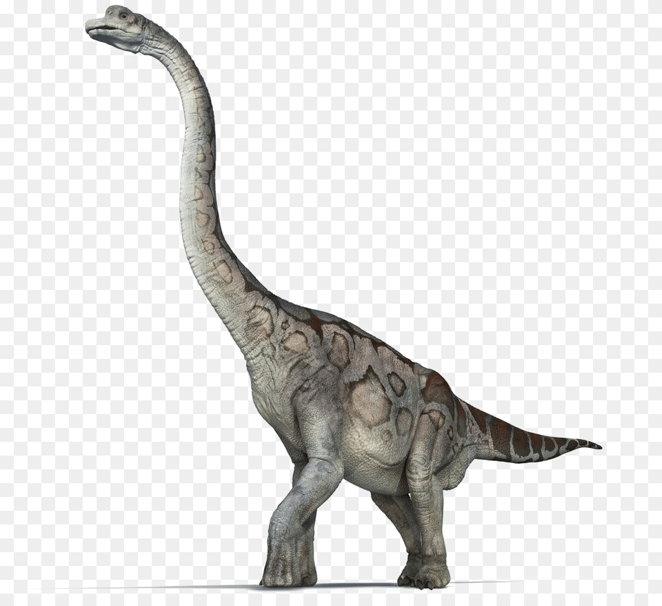 Brachiosaurus Pic Brachiosaurus, Animal, Dinosaur, Reptile, T-rex Free Transparent Png