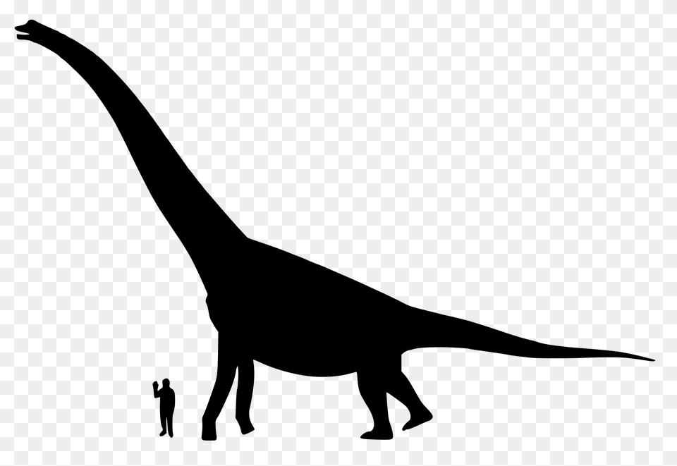 Brachiosaurus Size, Gray Free Png