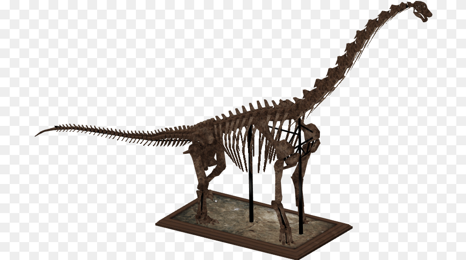 Brachiosaurus Skeleton Zt2 Dinosaur Skeletons, Animal, Reptile Png