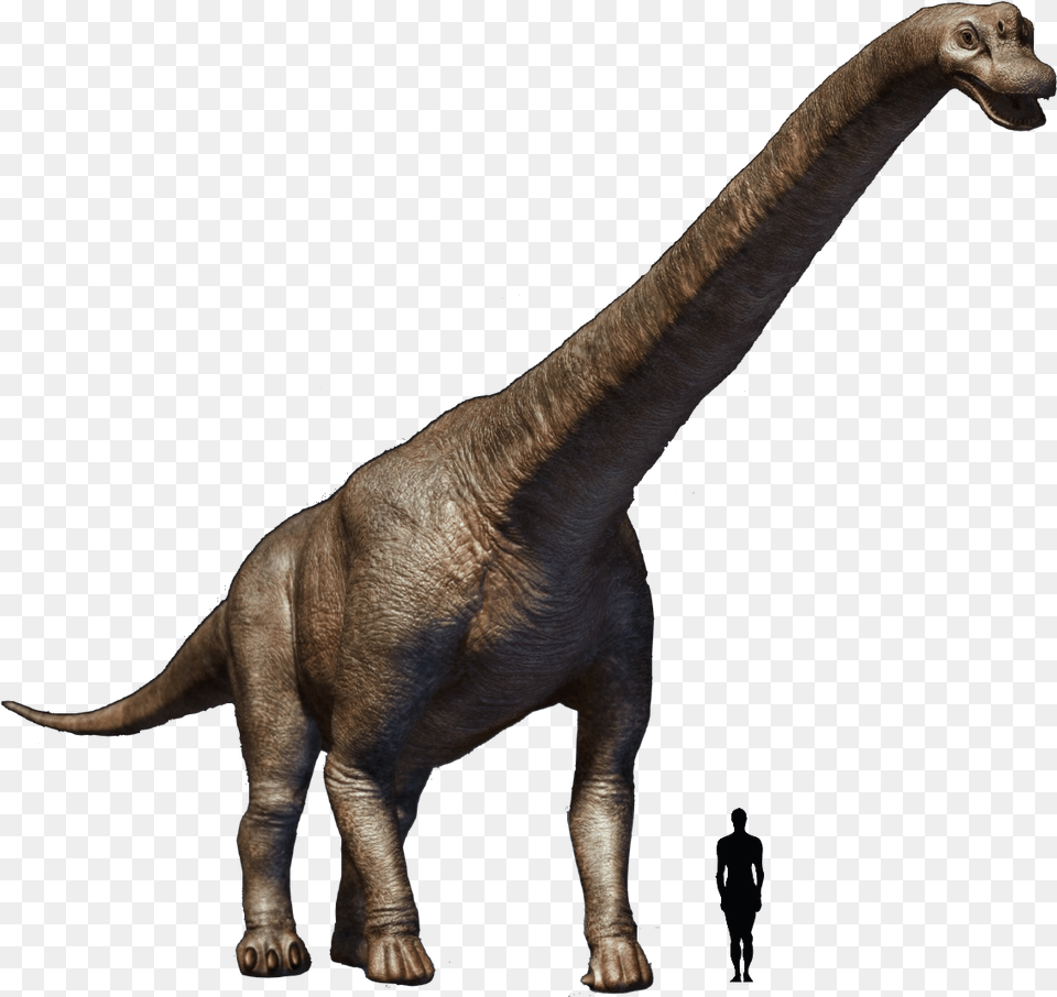 Brachiosaurus Brachiosaurus, Animal, Dinosaur, Reptile, T-rex Free Transparent Png