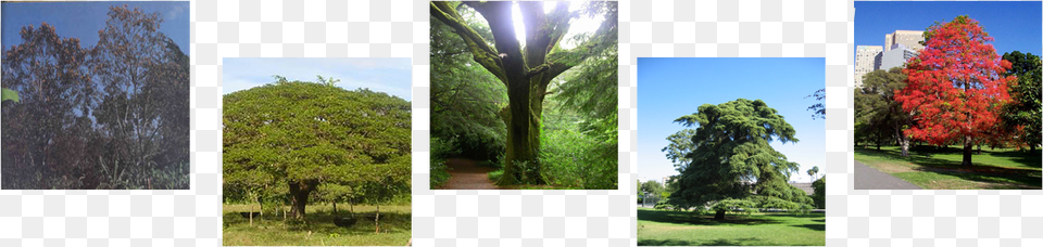 Brachychiton Acerifolius, Art, Vegetation, Tree, Plant Free Transparent Png