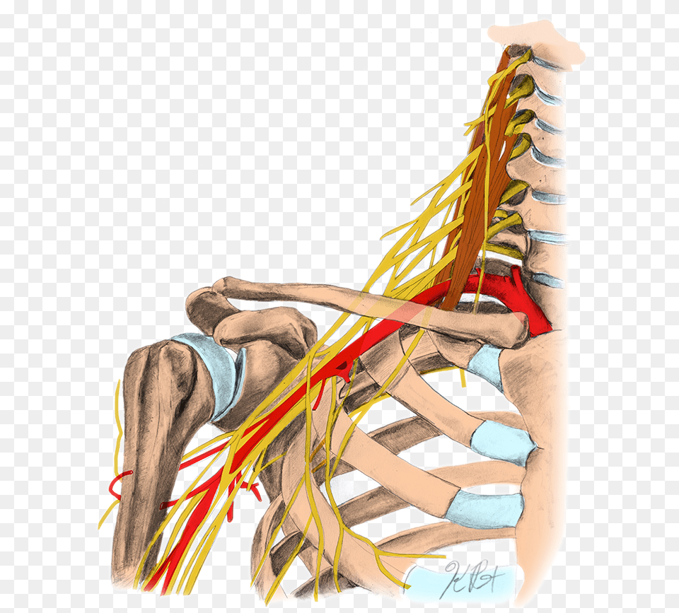 Bracialplexus Color, Person Png