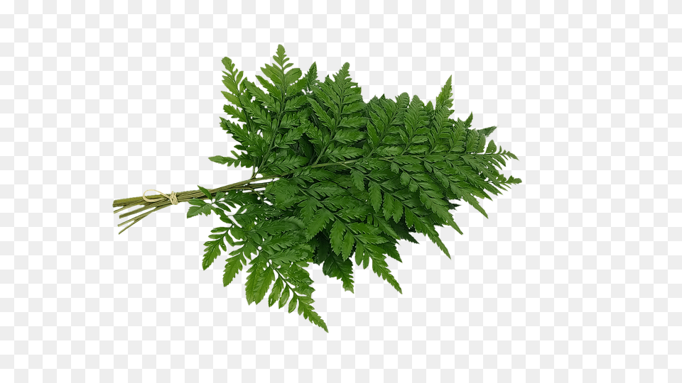 Bracken Fern Leaf Varieties Image On Pixabay Tree, Plant Png