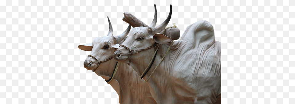 Brahma Animal, Bull, Cattle, Livestock Free Png Download