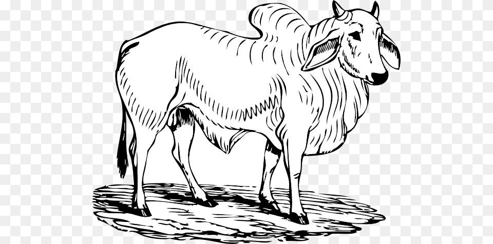 Brahma Bull Clip Art For Web, Animal, Mammal, Livestock, Cattle Free Png