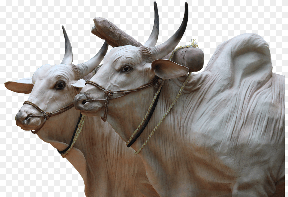 Brahma Cattle Sculpture Cops Agriculture Animals Indian Transparent Ox, Animal, Bull, Livestock, Mammal Free Png