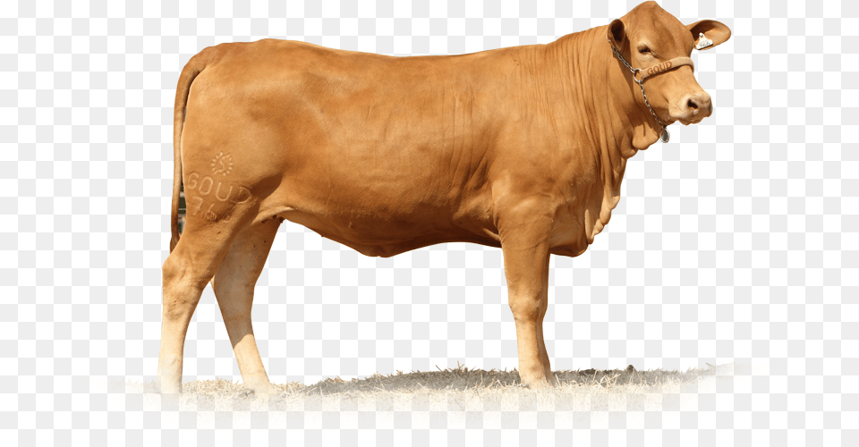 Brahman Cow White Background, Animal, Bull, Cattle, Livestock Png