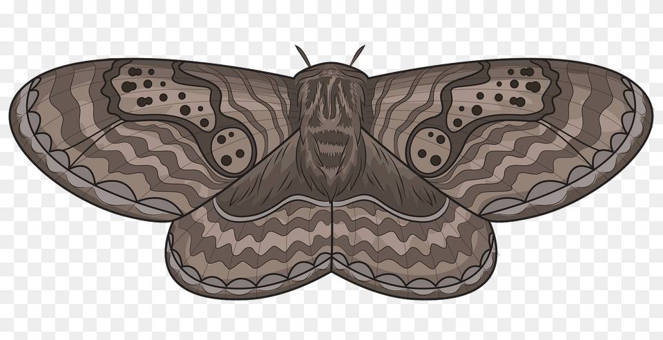 Brahmeid Moth Clipart, Animal, Butterfly, Insect, Invertebrate Png Image
