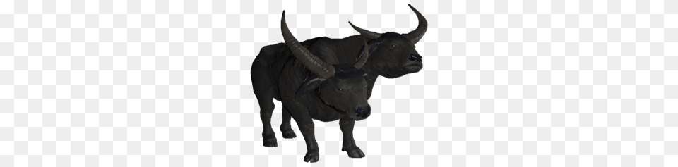 Brahmiluff Longhorn, Animal, Mammal, Wildlife, Bull Free Png Download