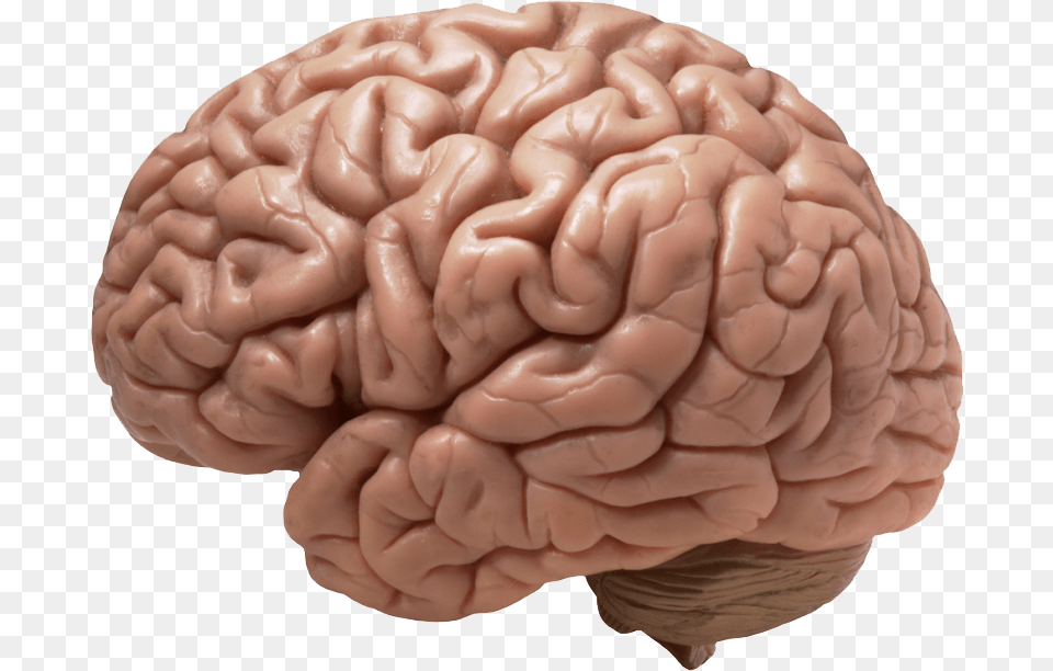 Brain 1 Image Does A Brain Look Like, Flower, Plant, Rose, Person Free Png Download