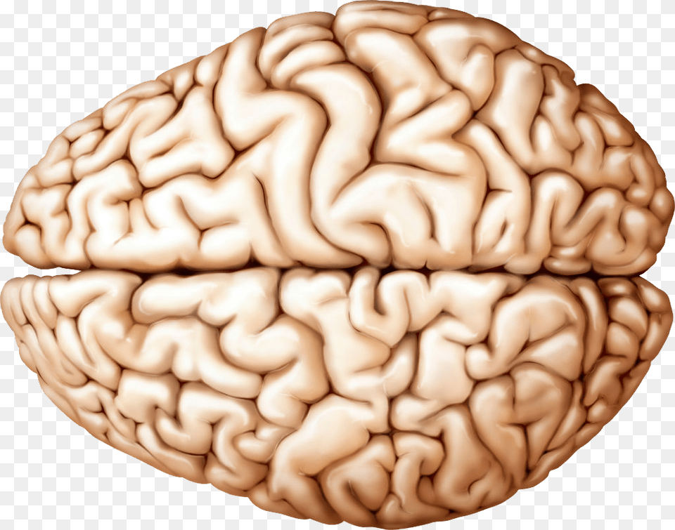 Brain, Food, Nut, Plant, Produce Png