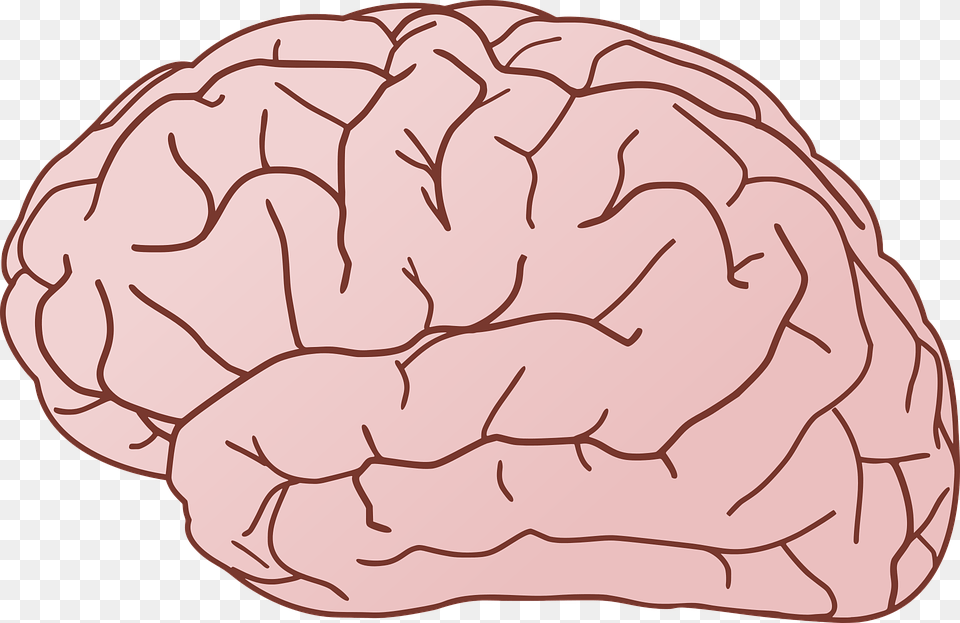 Brain, Baby, Person Free Png Download