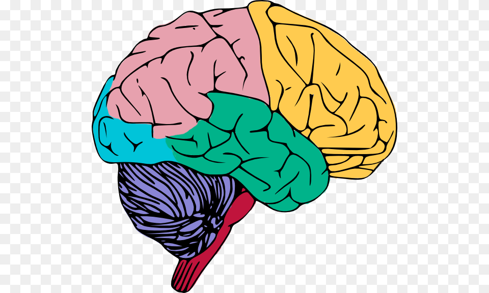 Brain, Baby, Person Free Transparent Png