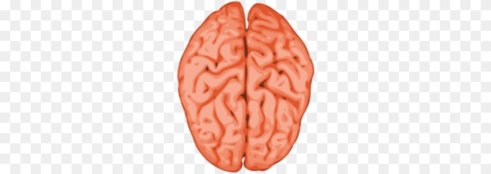 Brain Ct Scan, Person, Food, Produce Free Png Download