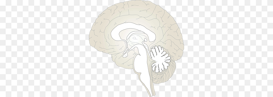 Brain Art, Drawing Free Png