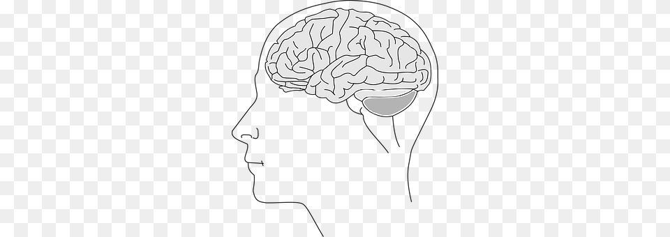 Brain Art, Food, Nut, Plant Png