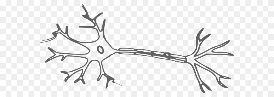 Brain Antler, Leaf, Plant Free Transparent Png