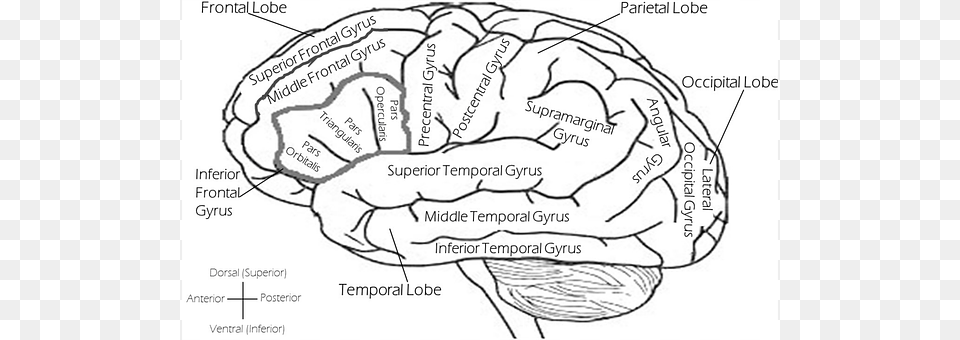 Brain Free Png Download