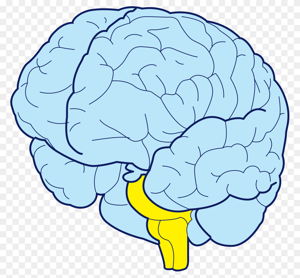 Brain, Food, Produce, Cauliflower, Plant Free Png Download