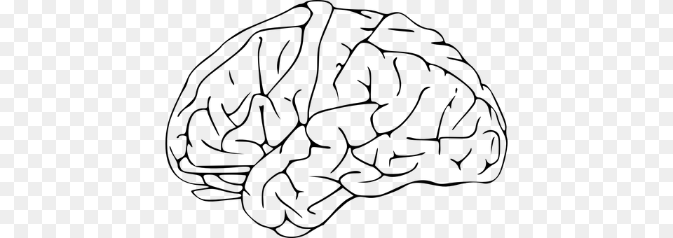 Brain Gray Free Png