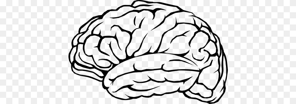 Brain Gray Free Png Download