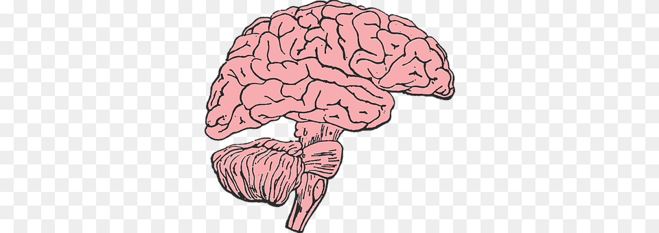 Brain Art Free Png