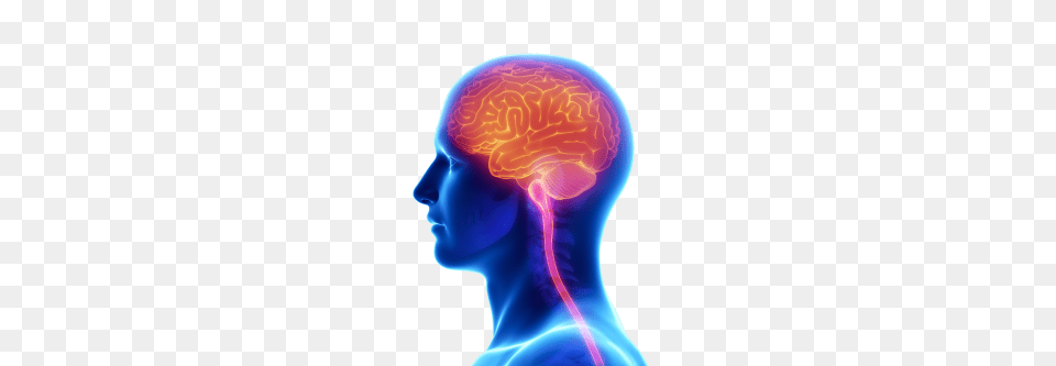 Brain, Adult, Female, Person, Woman Free Transparent Png