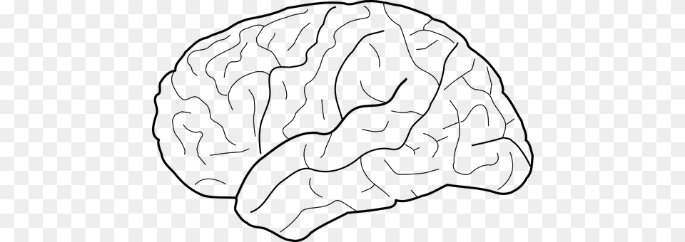 Brain Gray Free Png