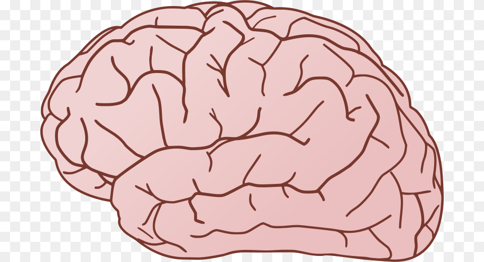 Brain, Baby, Person Free Transparent Png