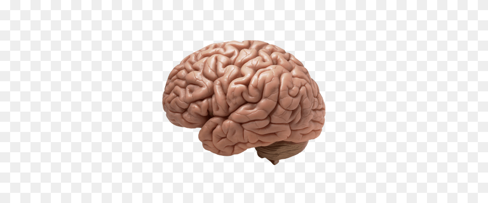 Brain Free Png