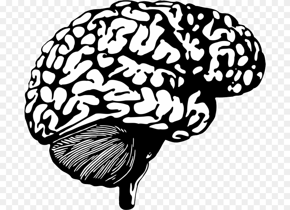Brain, Nut, Vegetable, Stencil, Food Png