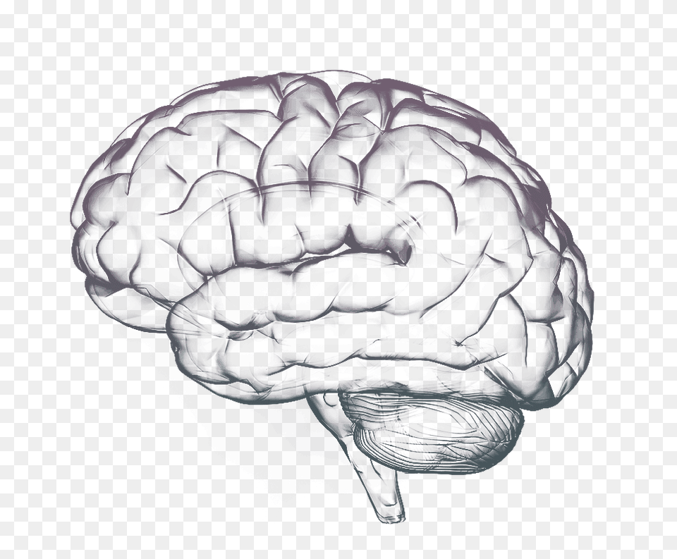 Brain, Art, Sphere, Person, Drawing Png