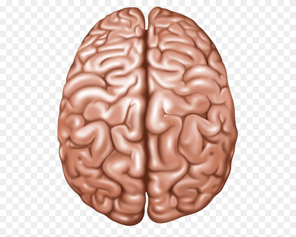 Brain, Food, Nut, Plant, Produce Free Transparent Png